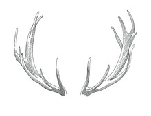 Deer Antler, Sketch, Vector Graphics