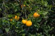 Pomarańczowe pomarańcze na drzewie