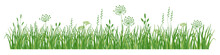 Green Grass Border, Meadow Herb 
And Grass, Vector Illustration 