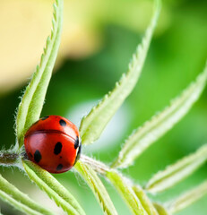 Wall Mural - red ladybug on green leaf, ladybird creeps on stem of plant in spring in garden summer