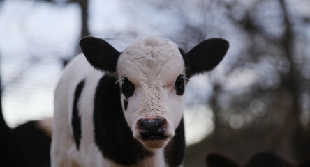 Rural lifestyle of country living with calf portrait of baby cow close up showing spots against blurred background.