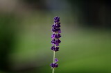 Fototapeta Lawenda - kwiat lawendy