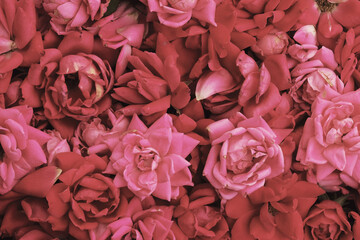 Canvas Print - Rose floral vintage style wallpaper background for summer garden love concept.