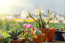 Blooming Cacti And Succulents In A Greenhouse On The Balcony Home Plants On A Sunny Day.