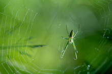 Golden Silk Orb-Weaver Spider In Web Behind Green Background. African Insects In Masai Mara, Kenya