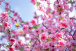 © Nattawit - A colorful pink cherry blossom (sakura) crafted flower with blur sky in day time as blurred background. Nature and background photo. Selective focus.