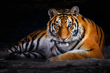 closeup of siberian tiger ( amur tiger )