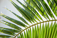 The Green Branch Of The Palm Tree Illuminated By The Glare Of Daylight Is Located On A Light Background. The Background Is In The Form Of A Palm Branch.