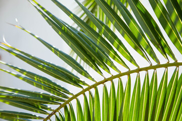 The green branch of the palm tree illuminated by the glare of daylight is located on a light background. The background is in the form of a palm branch.