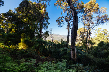 Poster - O'Shannassy Aqueduct Trail near Warburton in Victoria Australia