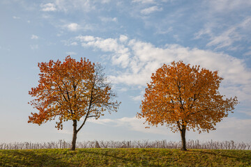 Poster - Kirschbäume im Herbst