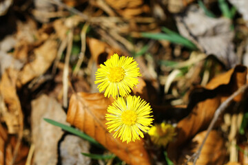 Wall Mural - Blooming wild coltsfoot in early spring in nature during a sunny day.