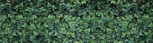 Panorama With Leaves. Ornamental Plant In The Garden. Small Green Leaves Texture Background
