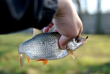 Wall Mural - Spring fishing on the river, catch.