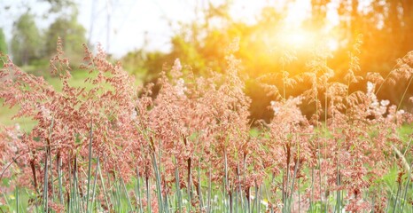 Wall Mural - this is the grass flowers and light