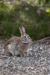 Eastern cottontail rabbit (Sylvilagus floridanus) in Sarasota, Florida. Species ID tentative.