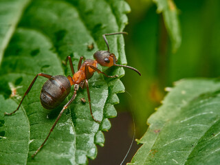 ant - formica rufa - close-up standing on the edge of forest plants. natural environment