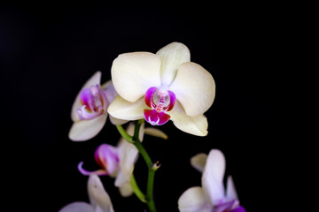  orchid on black