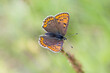 Motyl czerwończyk żarek na zielonym tle