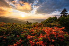 Blooming Flame Azalea At Sunset Along The Appalachian Trail In Tennessee