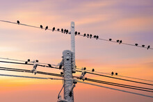Birds Silhouette In Winter Time With Sunset Sky  Background.