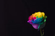 Multicolor rose. Amazing rainbow rose flower on black background
