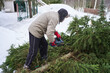 a senior man in a hat with earflaps with a chainsaw saws off branches from a spruce lying on the snow