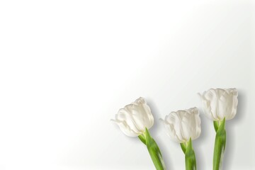 Sticker - White flowers on white paper. Easter and spring background