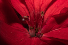 Closeup Of A Red Flower