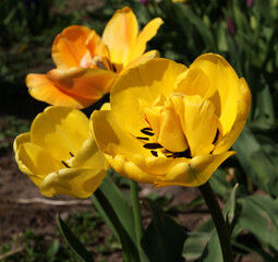 Wall Mural - a yellow peony-shaped tulip flower on a blurry background in the garden on a sunny spring day. sprin