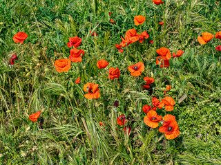 Sticker - Mohn