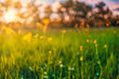Leinwandbild Motiv Abstract soft focus sunset field landscape of yellow flowers and grass meadow warm golden hour sunset sunrise time. Tranquil spring summer nature closeup and blurred forest background. Idyllic nature