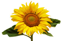 Sunflower Isolated On A White Background.