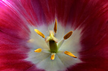 The Dutch Tulip Seen From The Inside