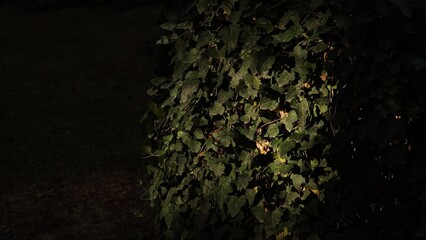 Wall Mural - green leaves of a plant on dark background