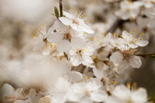 Closeup Macro Wallpaper Of White Blooming Cherry Plum Blossom Flowers. Cherry Plum Blossoms. Beautiful Floral Background Of Spring Nature. Soft Selective Focus