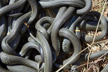 Tangle Of Snakes After Hibernation, Grass Snake