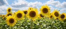 Beautiful Yellow Sunflower Blossoms, Agricultural Field, Cloudy Sky