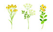 Medicinal herbs set. Tansy, yarrow wildflowers, treatment plants vector illustration