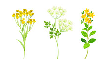 Medicinal Herbs Set. Tansy, Yarrow Wildflowers, Treatment Plants Vector Illustration