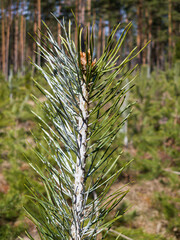 Canvas Print - The tops of young pine trees are painted to protect them from animals that may bite their buds. Close-up view. Sunny spring day.