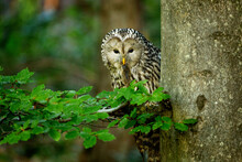 Owl With Prey. Ural Owl, Strix Uralensis, Holds Caught Mouse In Beak. Successful Hunter Perched On Branch In Beech Forest. Beautiful Grey Owl In Natural Habitat. Wildlife Nature. Green Leave Forest.