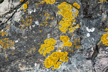 lichen on an old cracked stone shot at close range