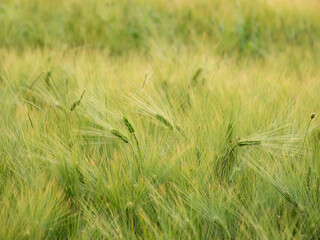 Wall Mural - Agricultural field of rye. Green ears with grains. Growing cereal plants. Natural background.