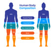 Comparison of healthy male and female body composition. Human body composition chart vector illustration.
