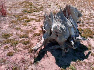 Wall Mural - driftwood stump washed ashore lake shore sandy beach shoreline lakeside dead wood