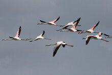 Flock Of Flamingos In Flight
