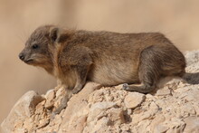 Rock Hyrax In The Desert