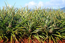 Young Pineapple Fields Growing On The Northshore Of Oahu In Hawaii Near Dole Plantation