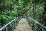 Fototapeta Dziecięca - bridge in the forest
